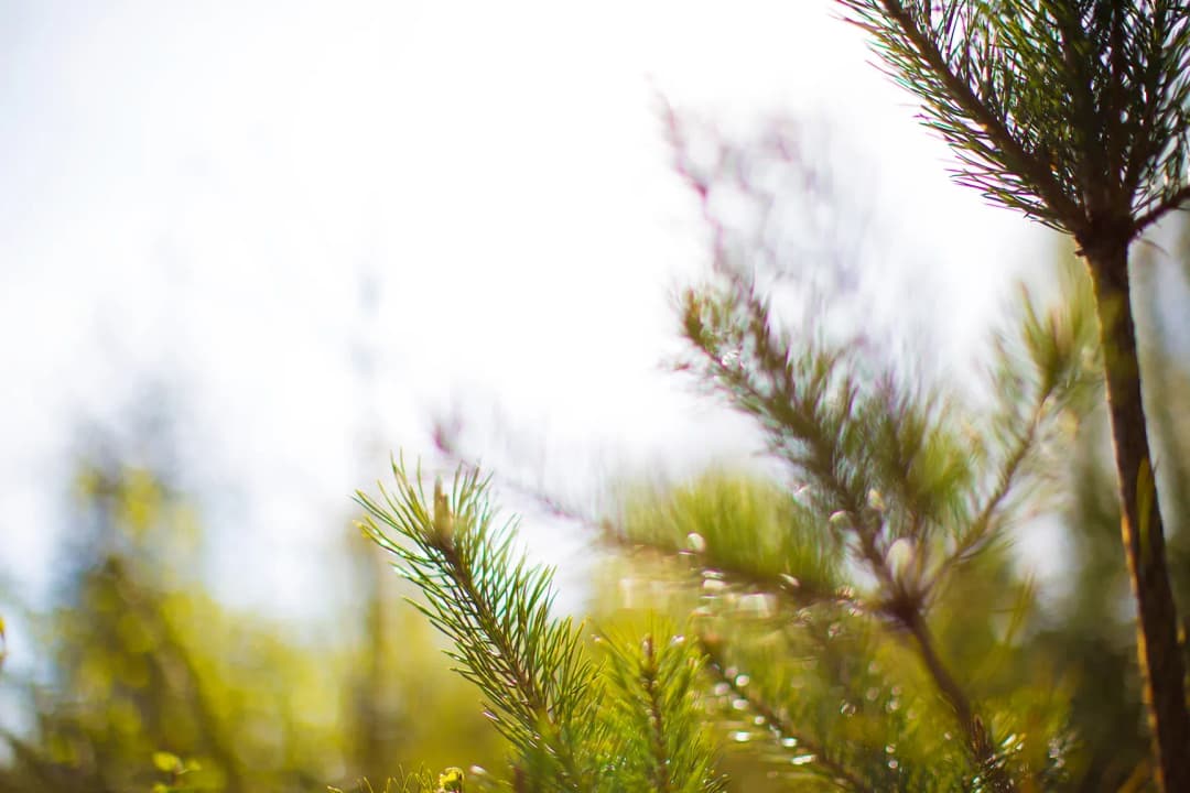 Företagsverksamhet i Norrland med anledning av testamente