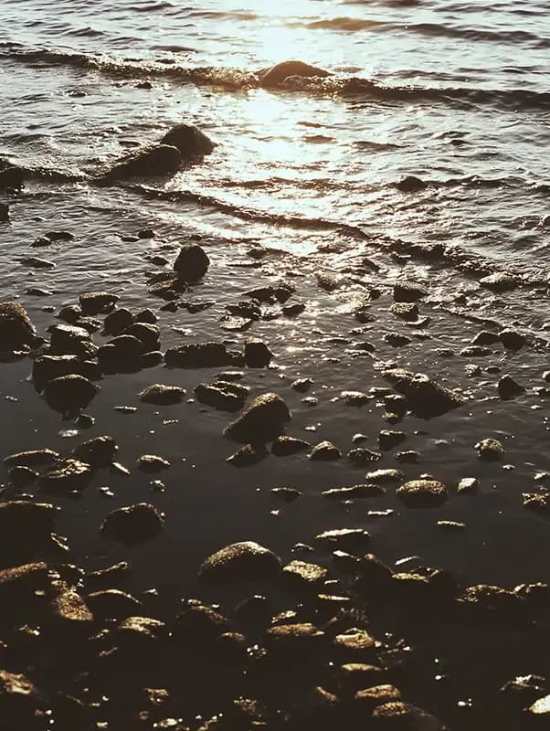 Beviljade forskningsanslag 2018